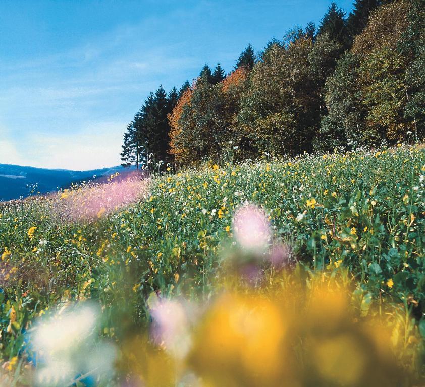 Landhaus Lenneper-Fuehrt Kirchhundem Kültér fotó